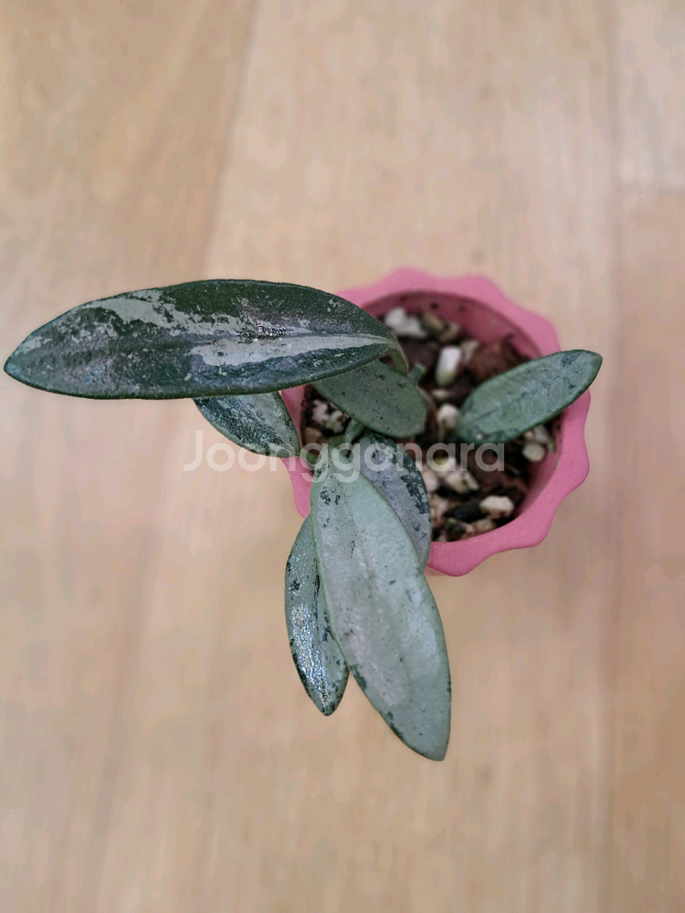 호야리마실버--0