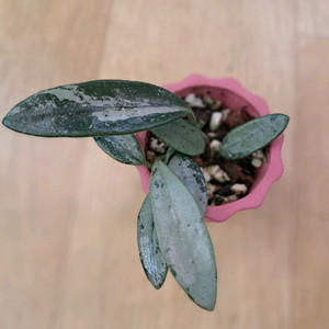 호야리마실버