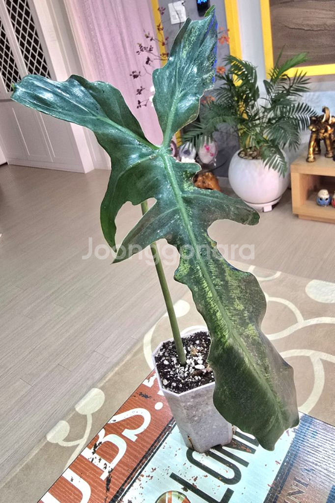 필로덴드론 롱기로바텀 미아노--0