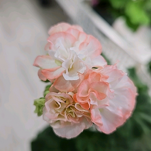제라늄. 방그레