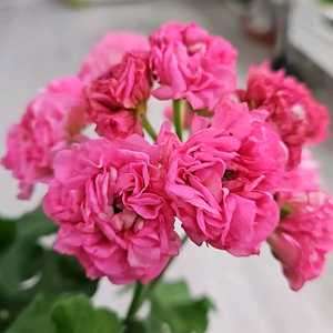 제라늄. 돈후안