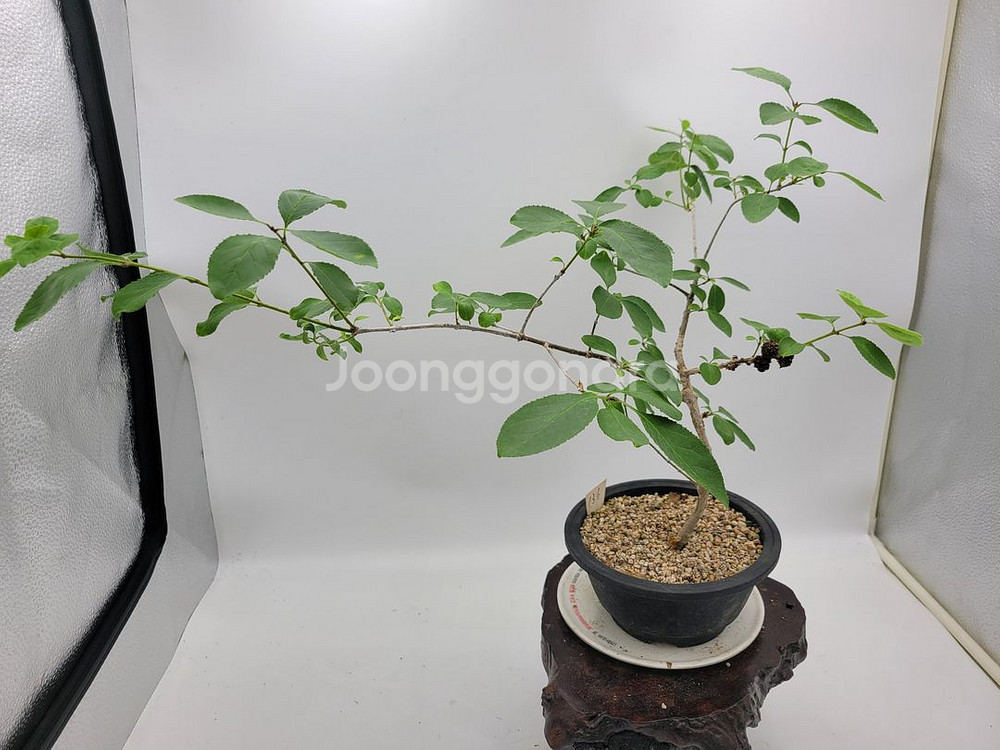 이팝나무 분재 정원수 카페화분 인테리어식물--0