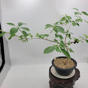 이팝나무 분재 정원수 카페화분 인테리어식물