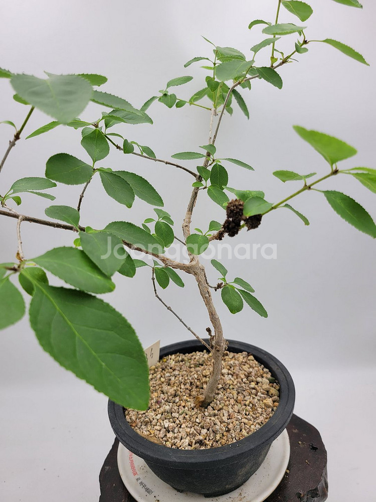 이팝나무 분재 정원수 카페화분 인테리어식물--5