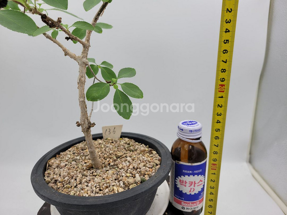 이팝나무 분재 정원수 카페화분 인테리어식물--2