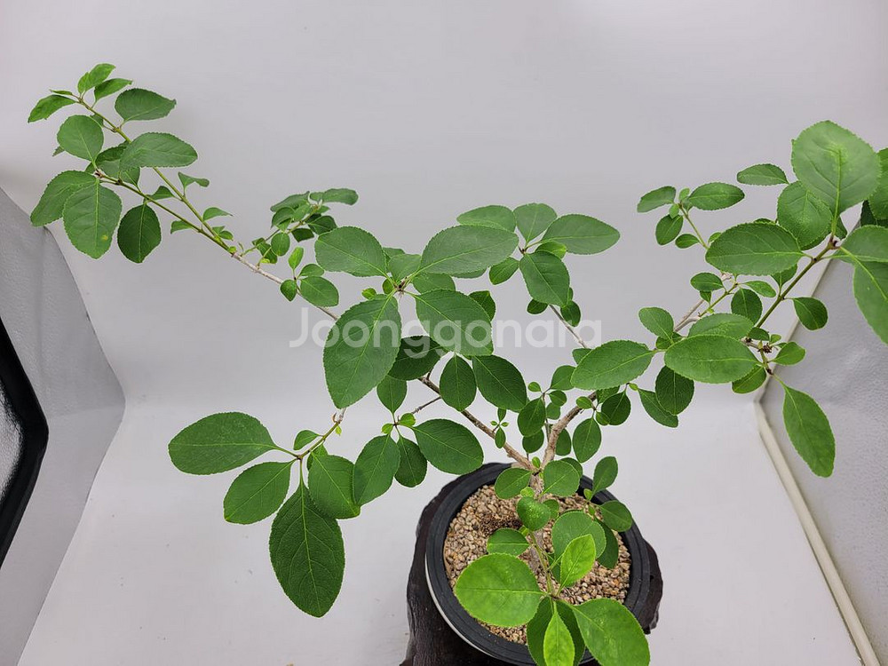 이팝나무 분재 정원수 카페화분 인테리어식물--6