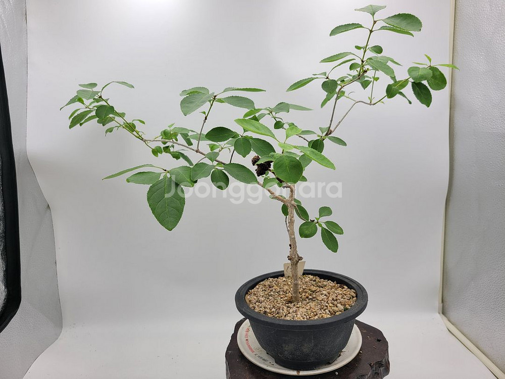 이팝나무 분재 정원수 카페화분 인테리어식물--3