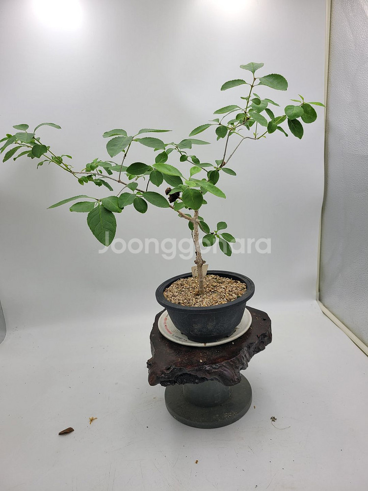 이팝나무 분재 정원수 카페화분 인테리어식물--4