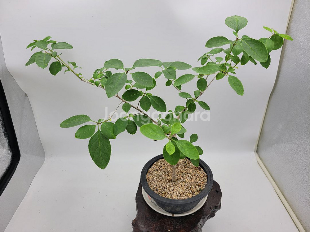 이팝나무 분재 정원수 카페화분 인테리어식물--1