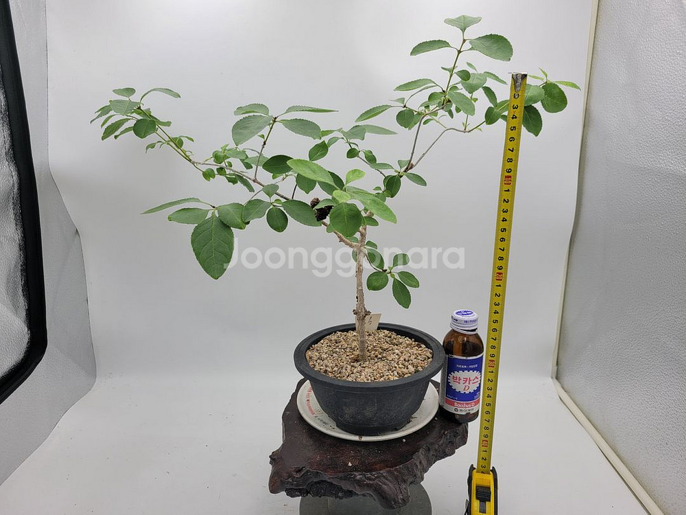 이팝나무 분재 정원수 카페화분 인테리어식물--7