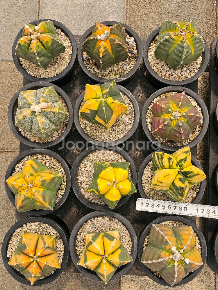 난봉옥 금 큰아이들부터 별사탕까지 (아프리카식물/코덱스--2