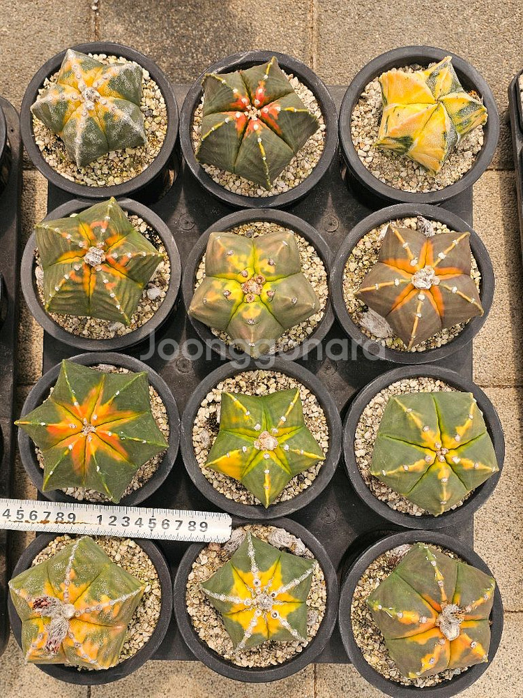 난봉옥 금 큰아이들부터 별사탕까지 (아프리카식물/코덱스--3