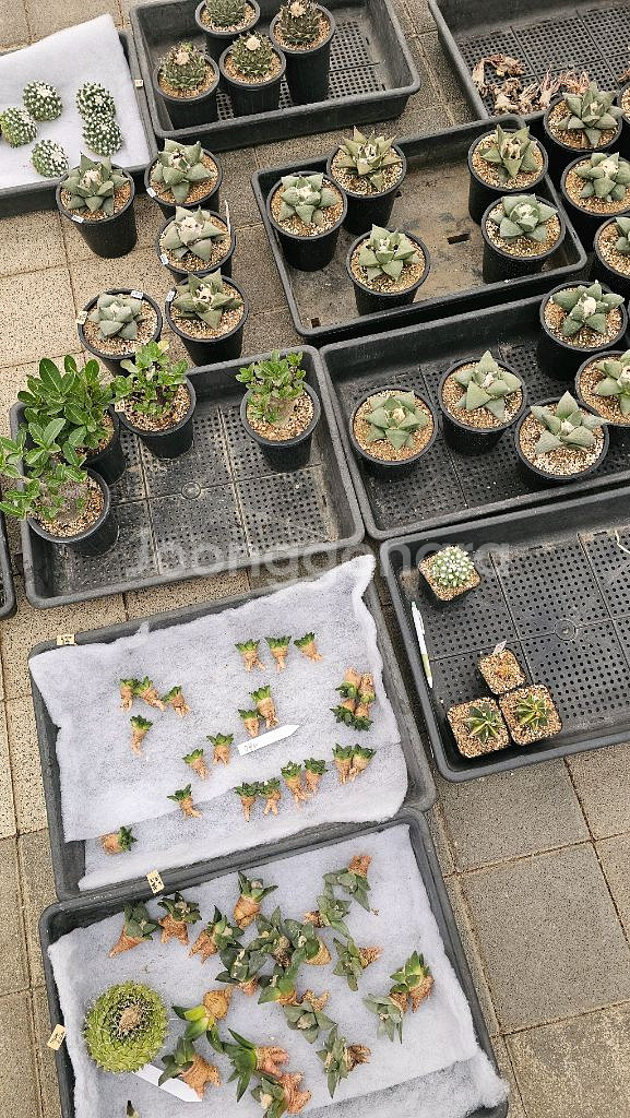 난봉옥 금 큰아이들부터 별사탕까지 (아프리카식물/코덱스--6