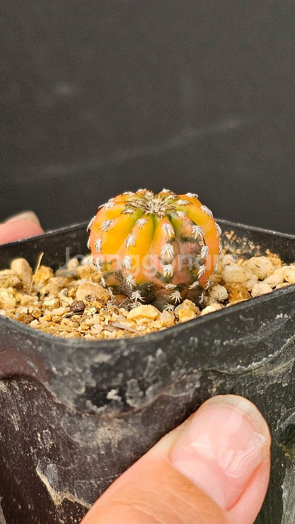 난봉옥 금 큰아이들부터 별사탕까지 (아프리카식물/코덱스--5