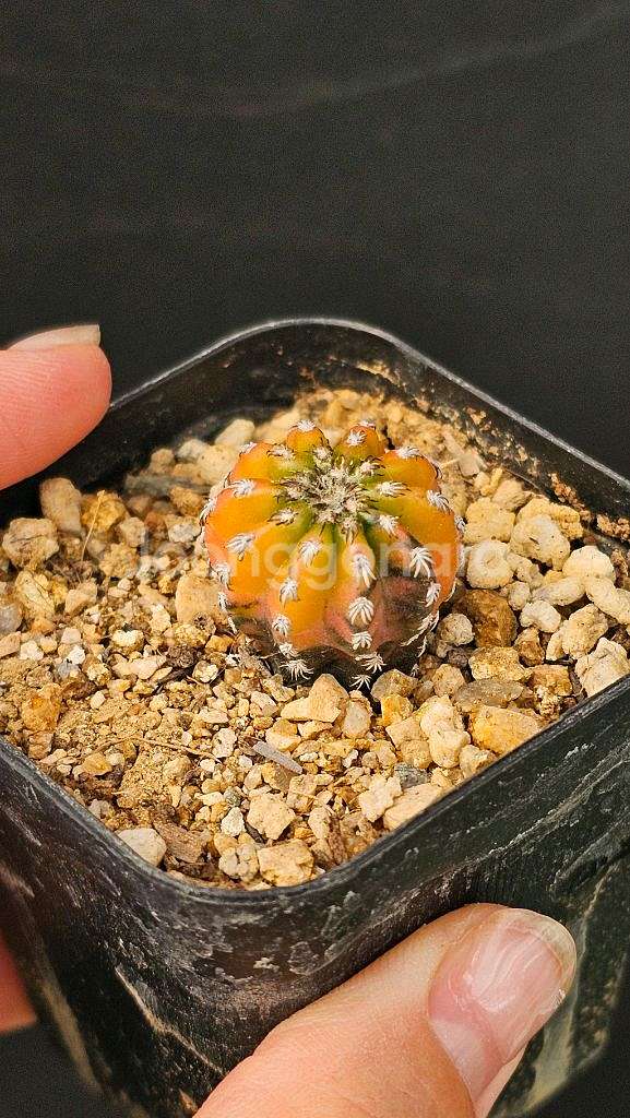 난봉옥 금 큰아이들부터 별사탕까지 (아프리카식물/코덱스--4