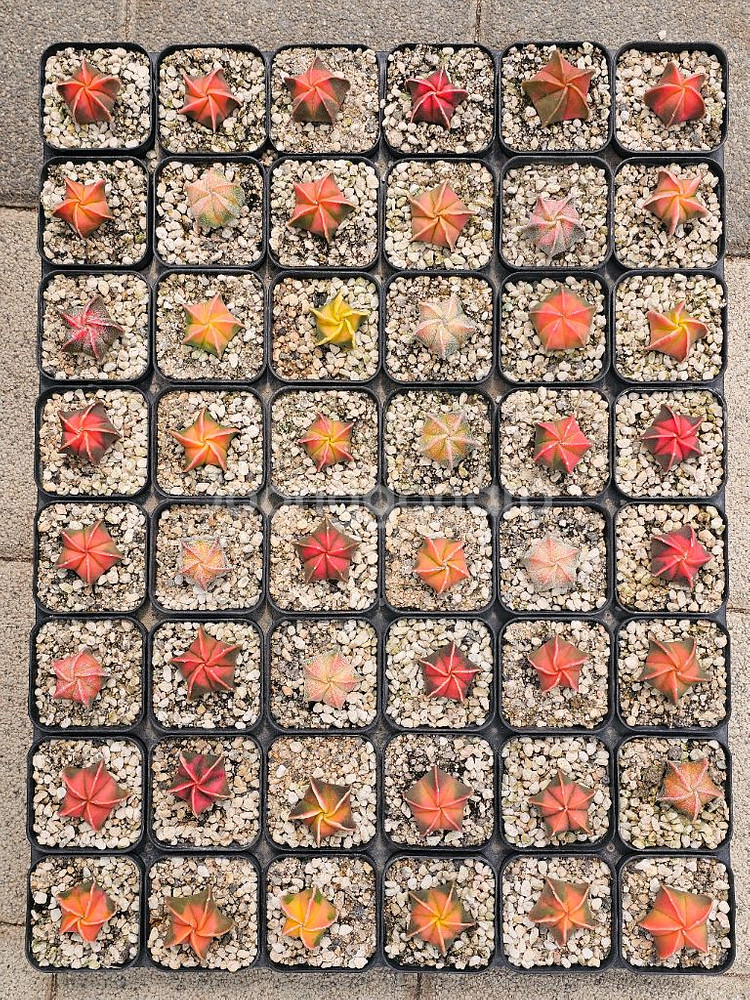 난봉옥 금 큰아이들부터 별사탕까지 (아프리카식물/코덱스--1