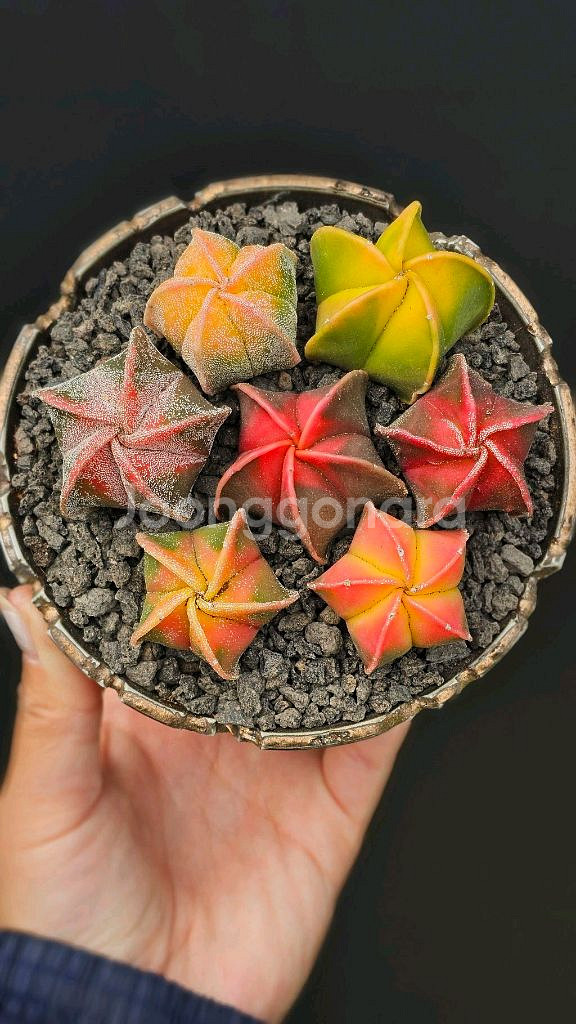 난봉옥 금 큰아이들부터 별사탕까지 (아프리카식물/코덱스--0