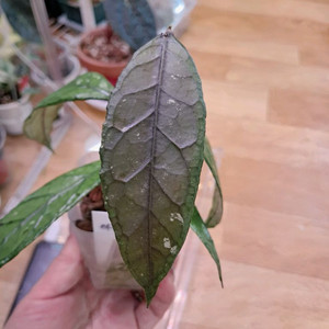 호야 아체