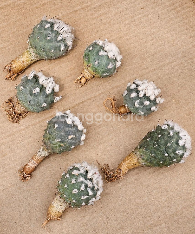 로포포라로이데스 (아프리카식물/코덱스)--0