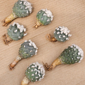 로포포라로이데스 (아프리카식물/코덱스)