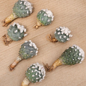 로포포라로이데스 (아프리카식물/코덱스)