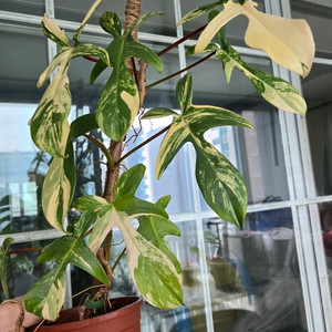 플로리다뷰티바리에가타 최상급 이미지