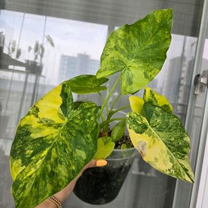 알로카시아오도라 옐로우