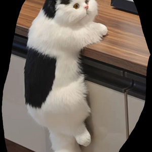 고양이인형