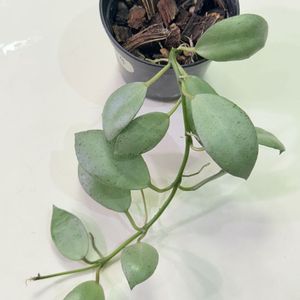 호야 라쿠노사 민트코인