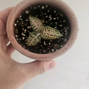 Nishikiran japan - 보석란