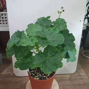 보른흘름 로즈버드 제라늄 중대품