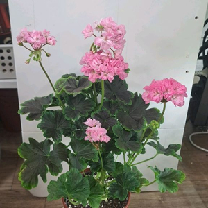 블랙맘마 제라늄 대품