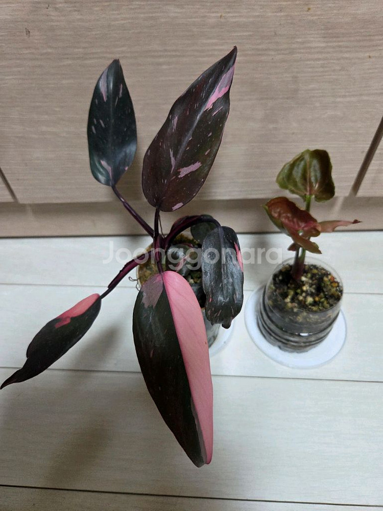 핑크프린세스. 핑크쥬얼리 싱고니움 2종일괄--0