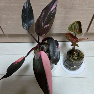 핑크프린세스. 핑크쥬얼리 싱고니움 2종일괄