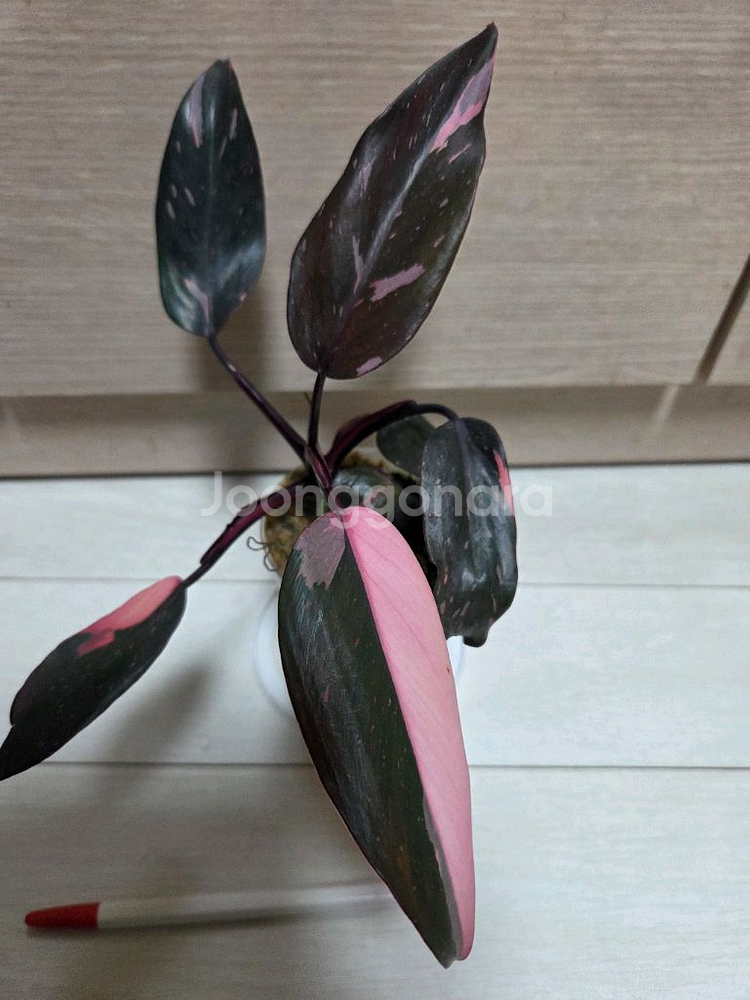 핑크프린세스. 핑크쥬얼리 싱고니움 2종일괄--1