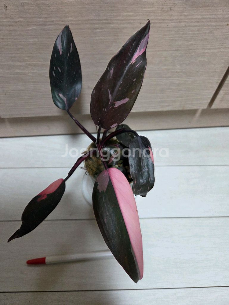 핑크프린세스. 핑크쥬얼리 싱고니움 2종일괄--2