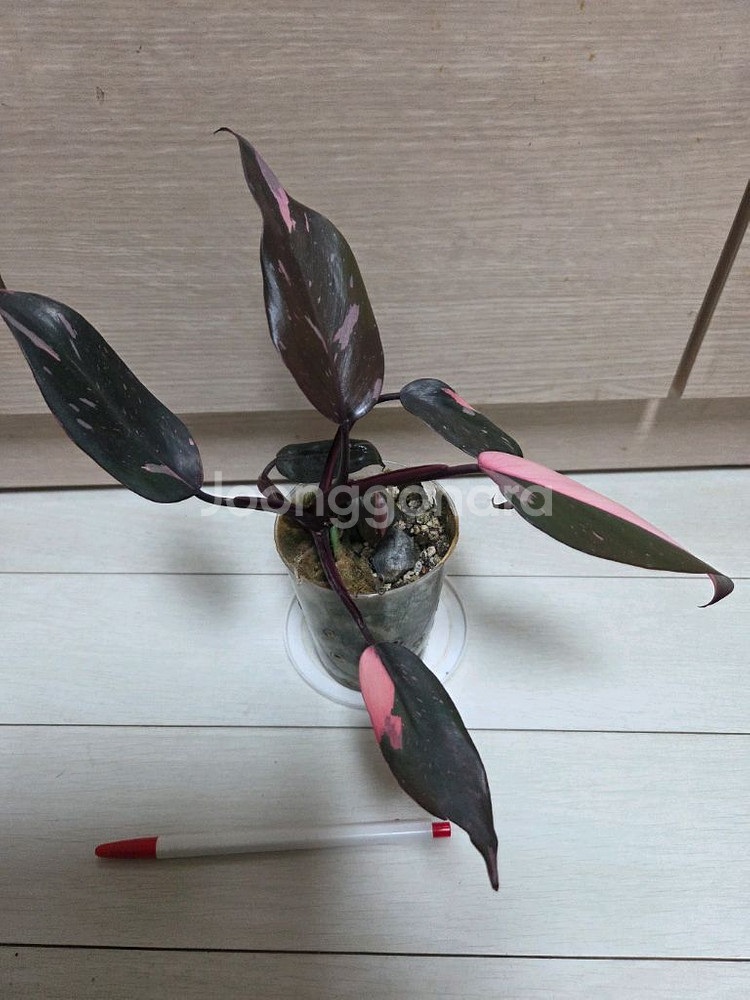 핑크프린세스. 핑크쥬얼리 싱고니움 2종일괄--3