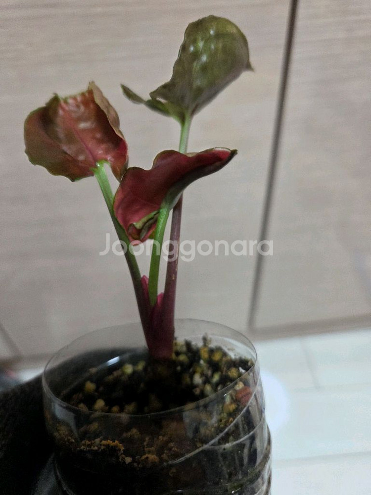 핑크프린세스. 핑크쥬얼리 싱고니움 2종일괄--5