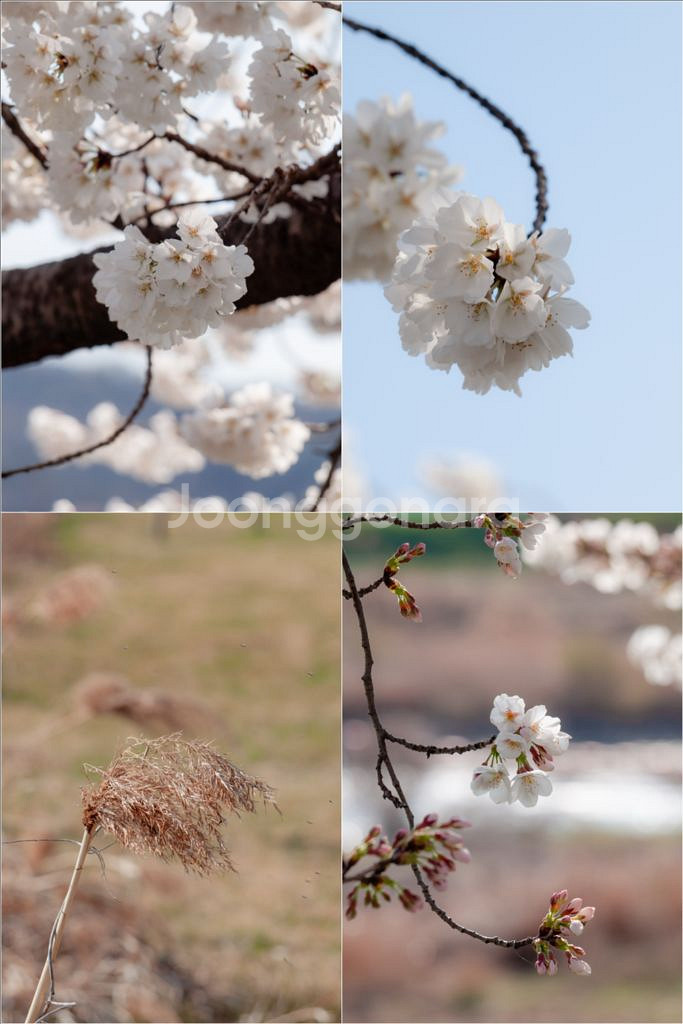 올림푸스 E-420 + 40-150mm 망원렌즈--5