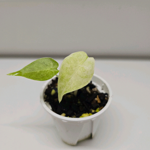 알로카시아 골드본바리에가타 2(포니카타 마블 서비스)