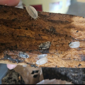 등각류 데어리카우, 스카버, 양쥐며느리 분양