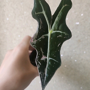 알로카시아 노빌리스 핑크 바리에가타