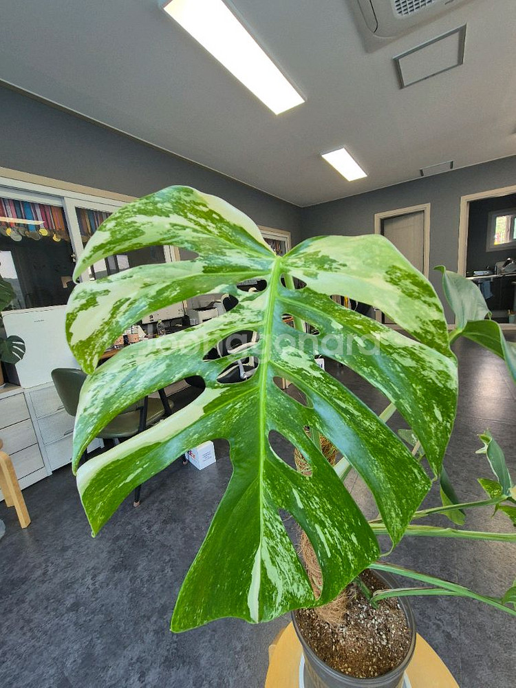 산반무늬 몬스테라 알보 7잎 대구북구--1