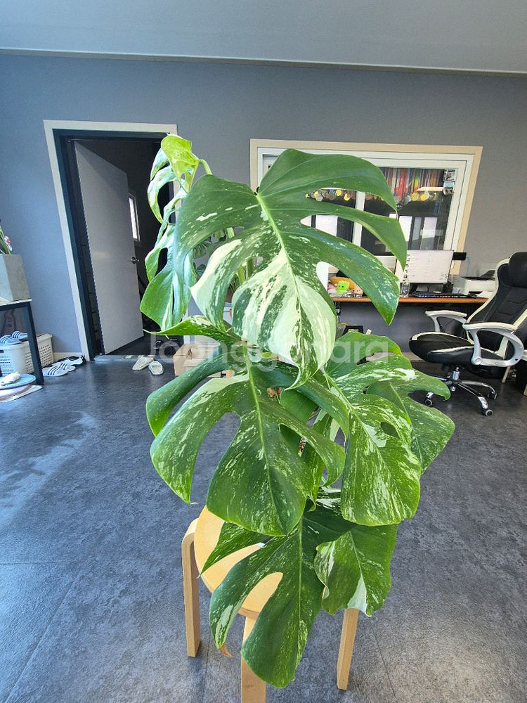 산반무늬 몬스테라 알보 7잎 대구북구--0