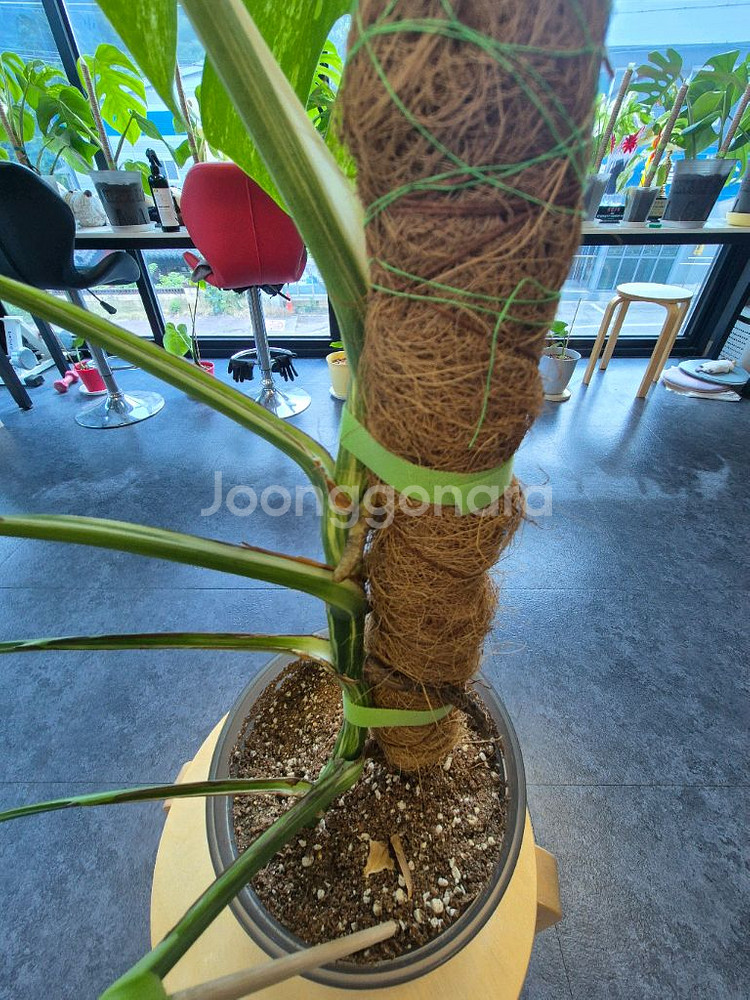 산반무늬 몬스테라 알보 7잎 대구북구--4