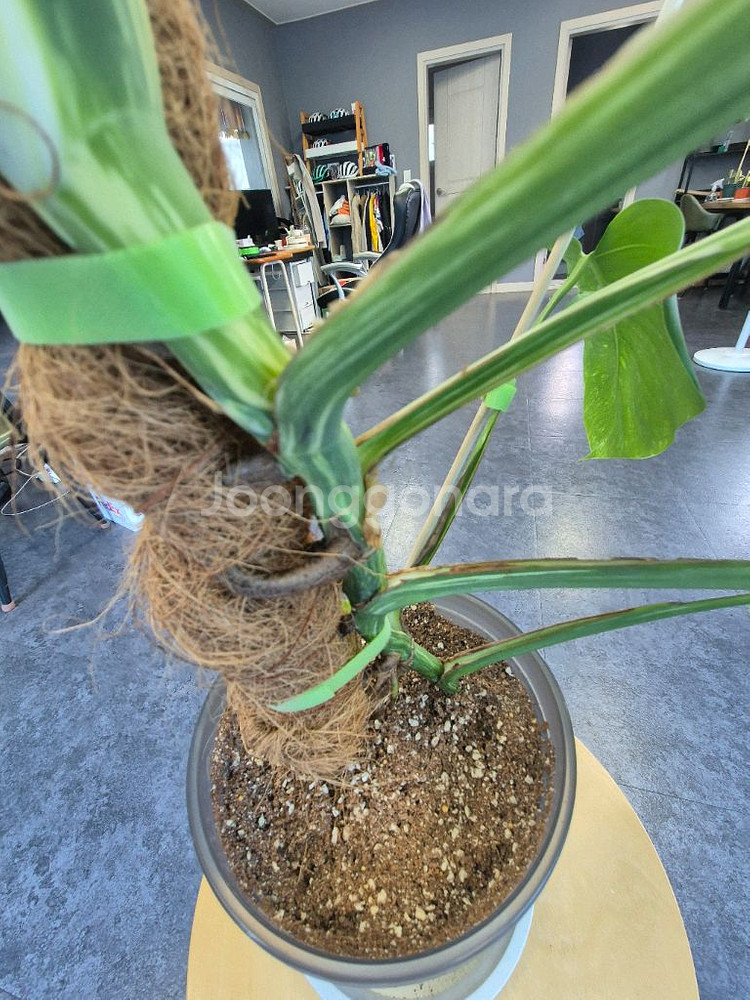 산반무늬 몬스테라 알보 7잎 대구북구--5