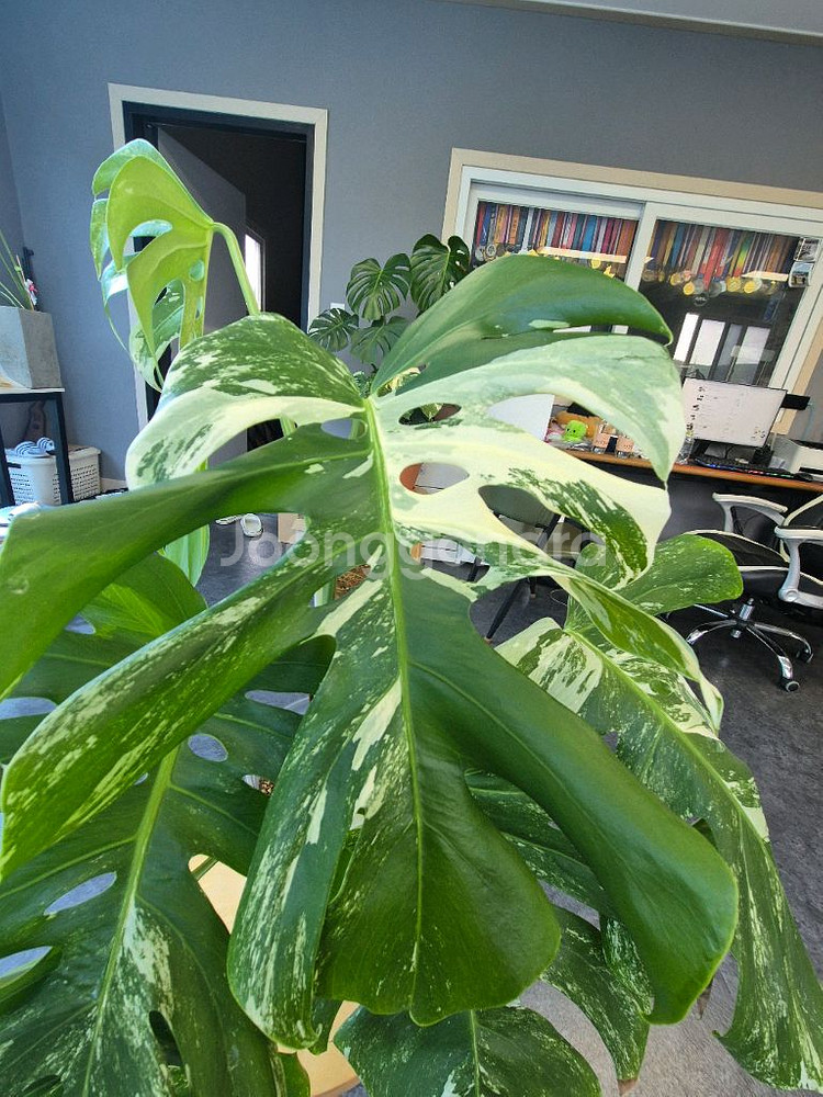 몬스테라알보 6잎 중품 산반무늬 대구북구--3