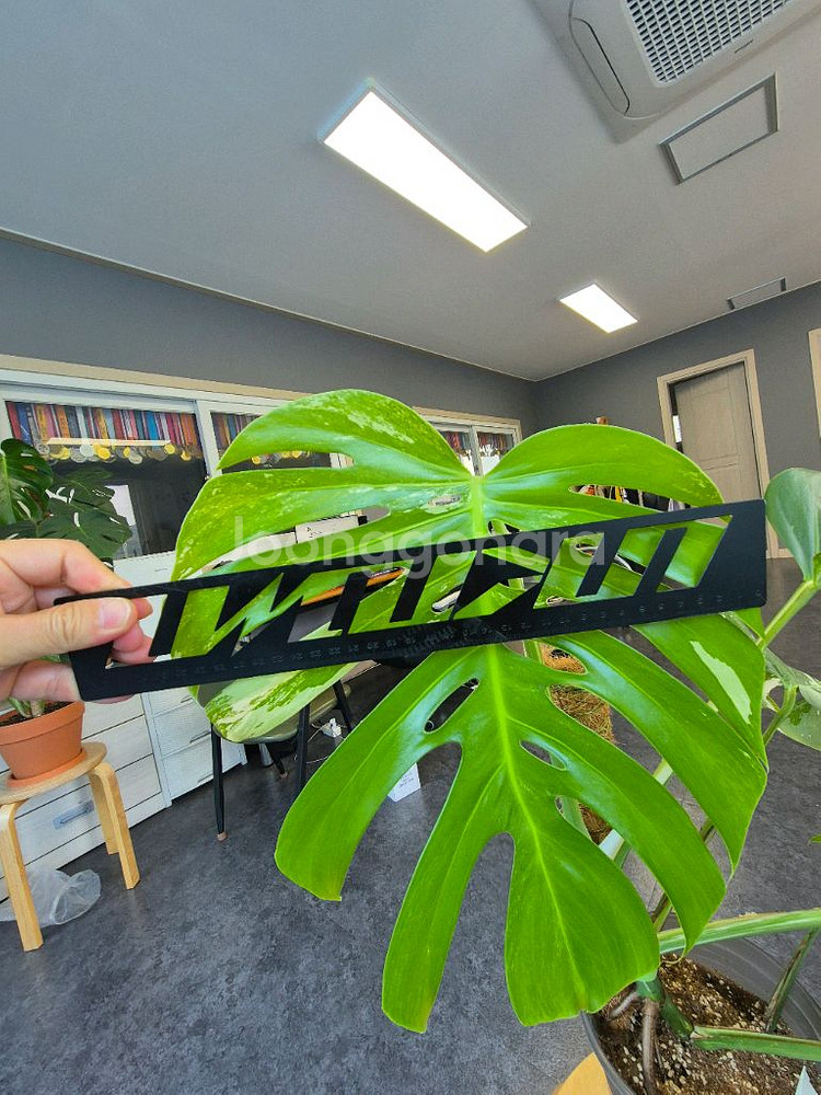 몬스테라알보 6잎 중품 산반무늬 대구북구--2