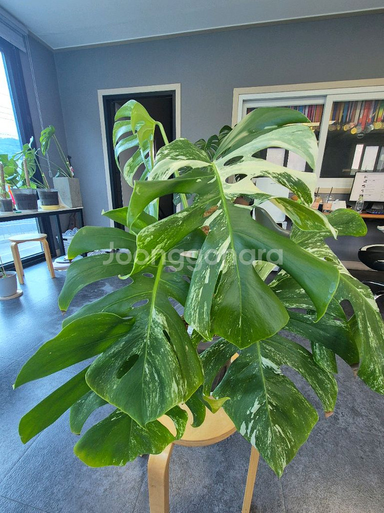 몬스테라알보 6잎 중품 산반무늬 대구북구--0