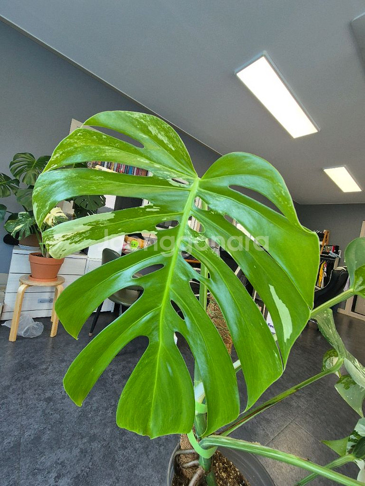 몬스테라알보 6잎 중품 산반무늬 대구북구--1